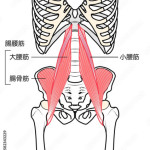 大腰筋