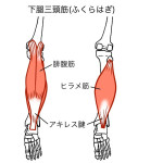 下腿三頭筋