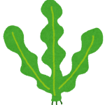 kaisou_wakame